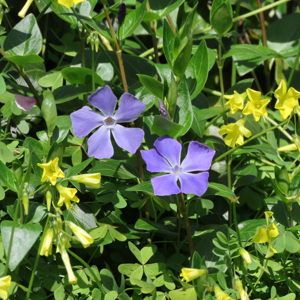 Großes Immergrün - Vinca major