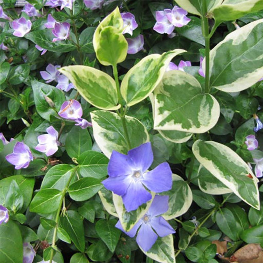 Großes Immergrün Variegata - Vinca major