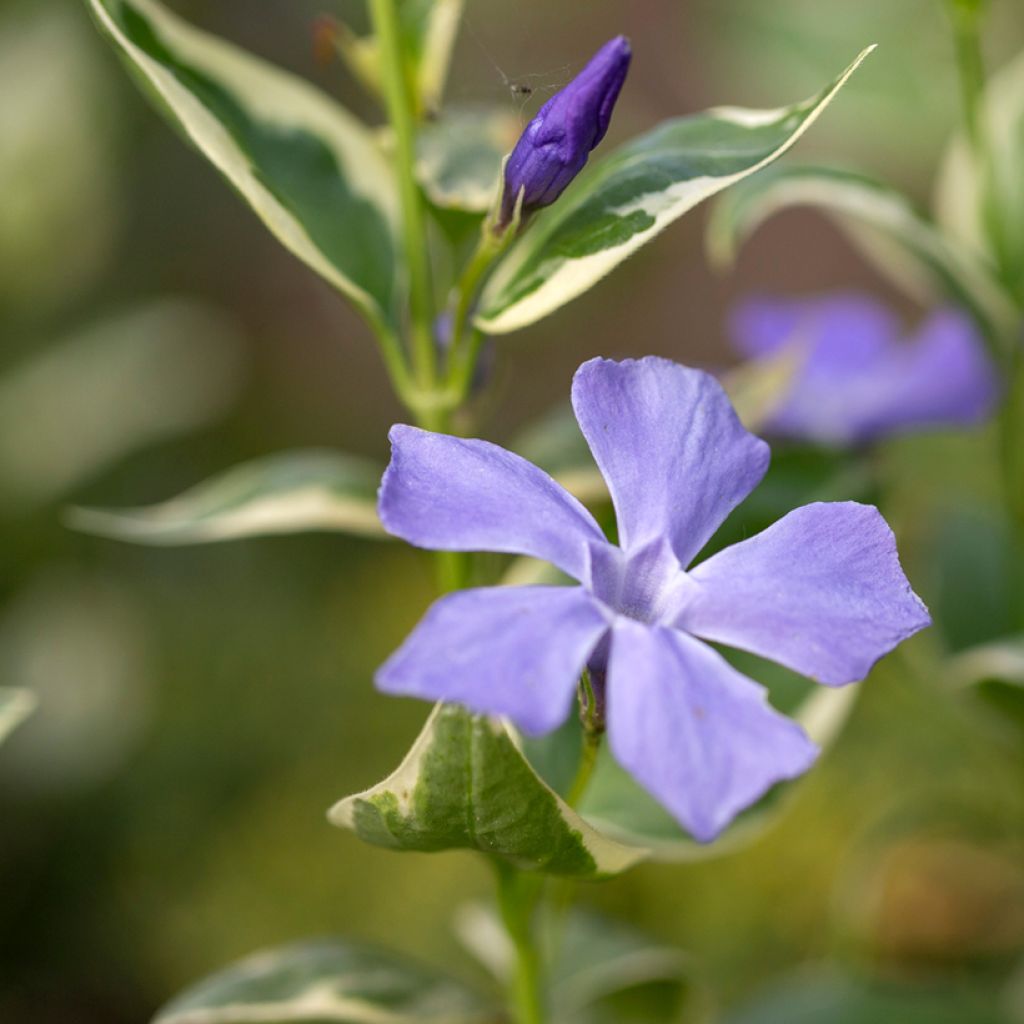 Großes Immergrün Variegata - Vinca major