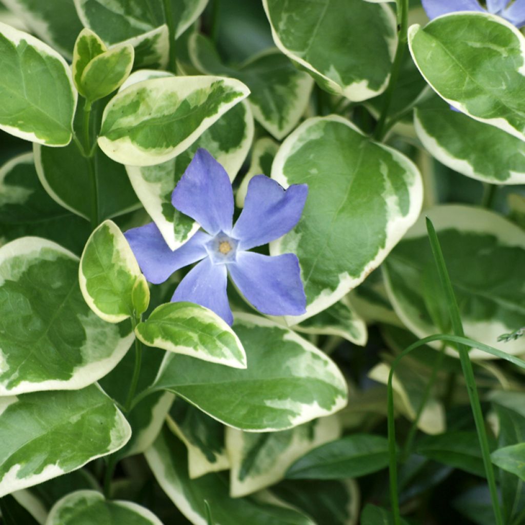 Großes Immergrün Variegata - Vinca major