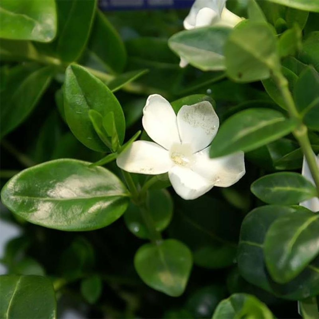 Kleines Immergrün Alba - Vinca minor