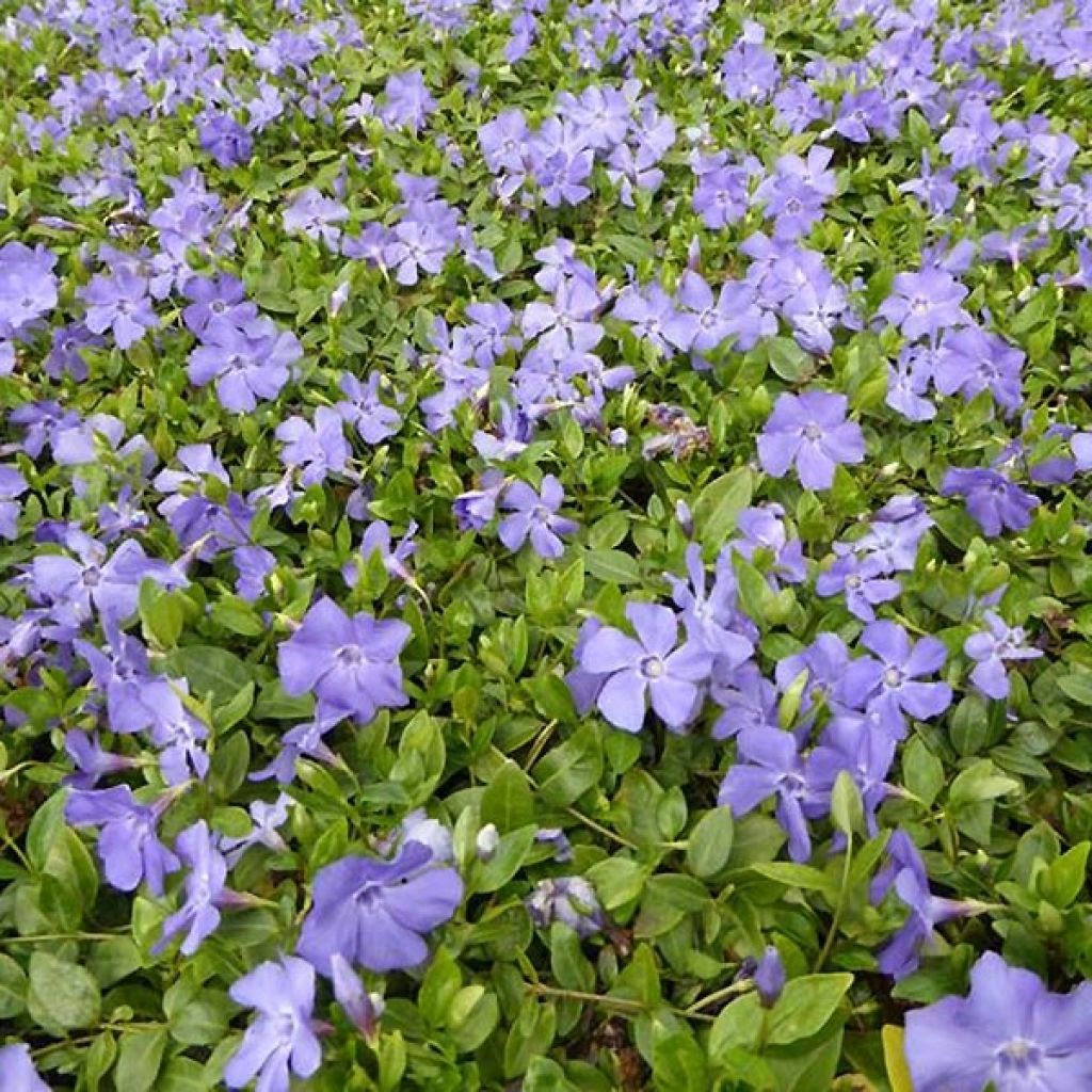 Vinca minor Anna - Petite pervenche Anna