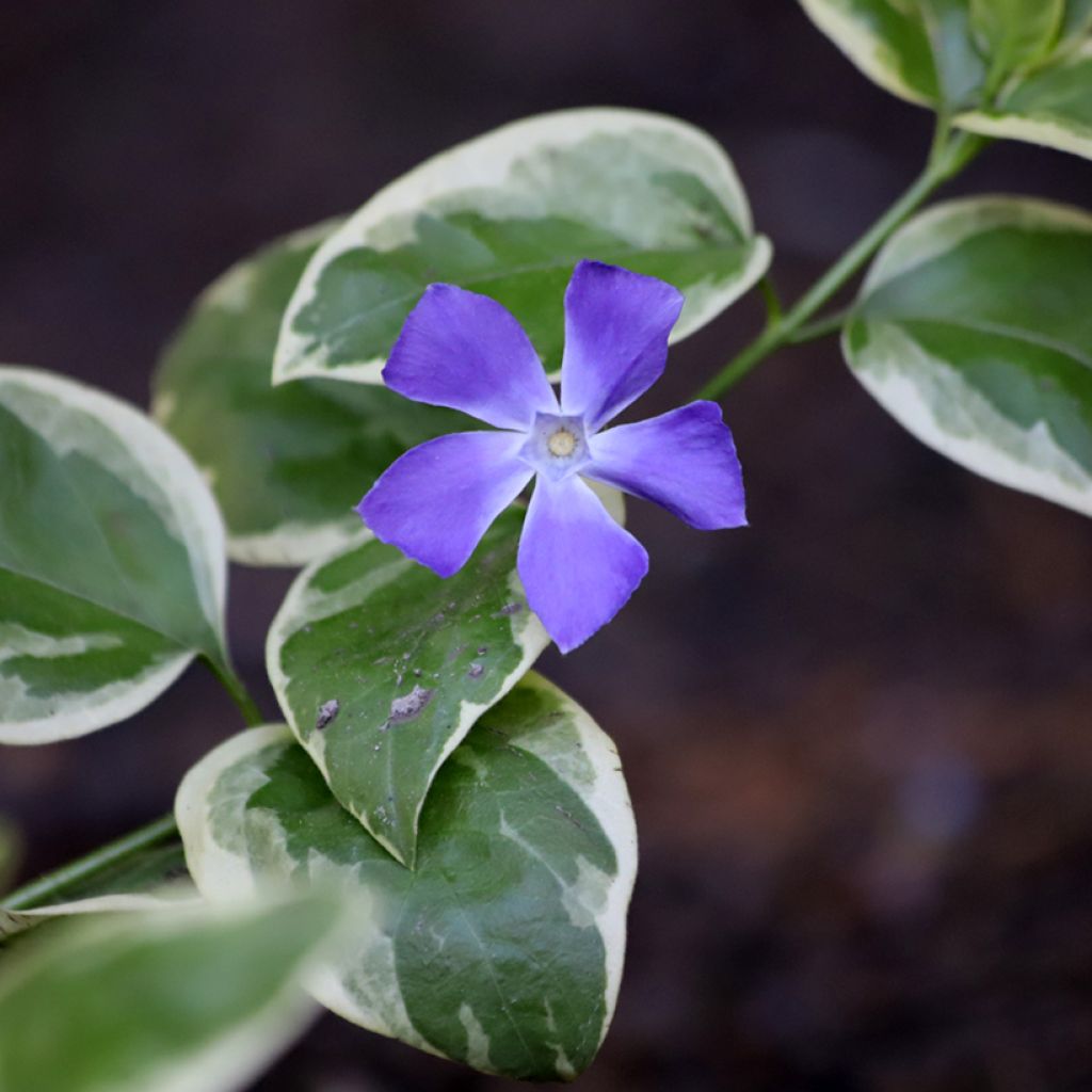 Kleines Immergrün Argenteovariegata - Vinca minor