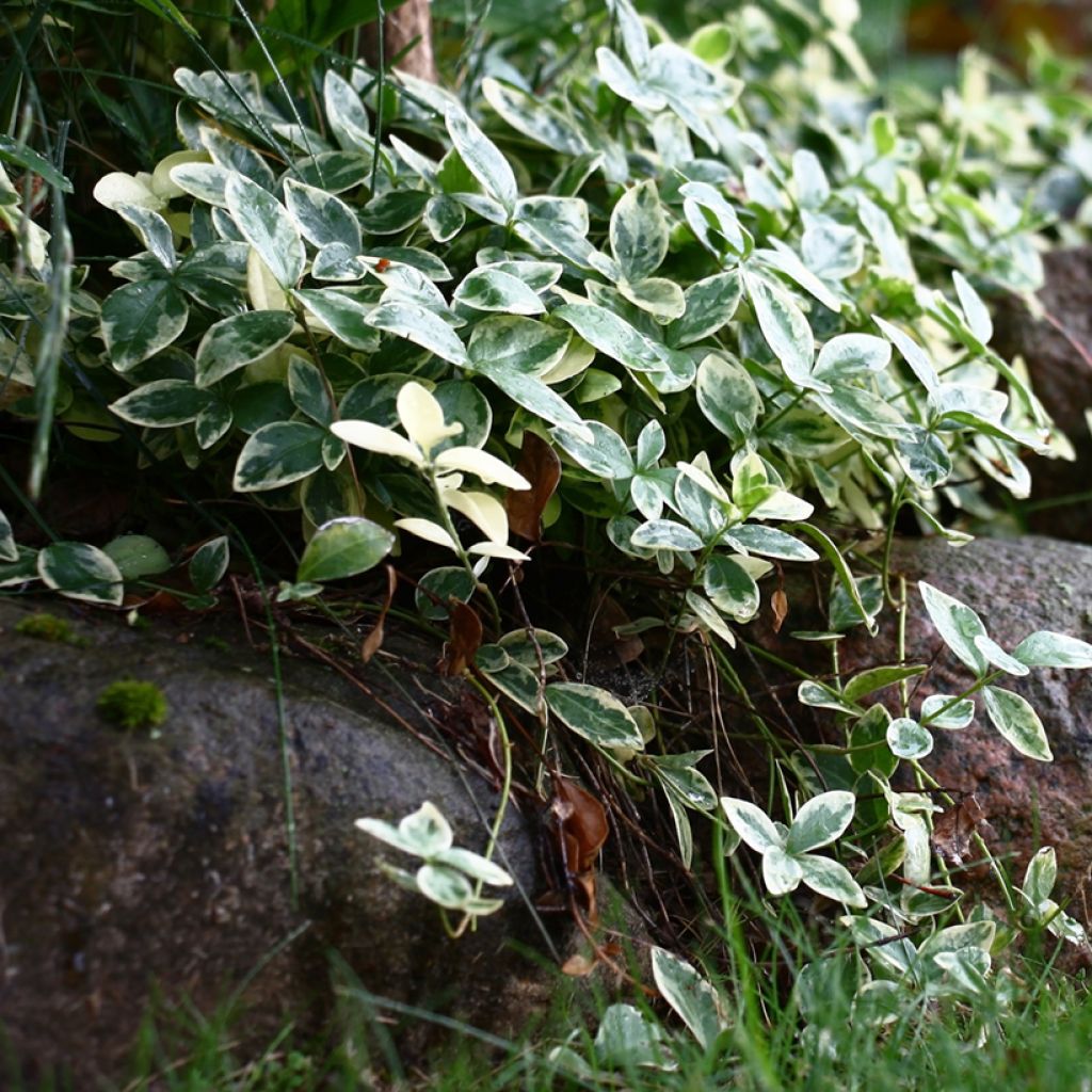 Kleines Immergrün Argenteovariegata - Vinca minor