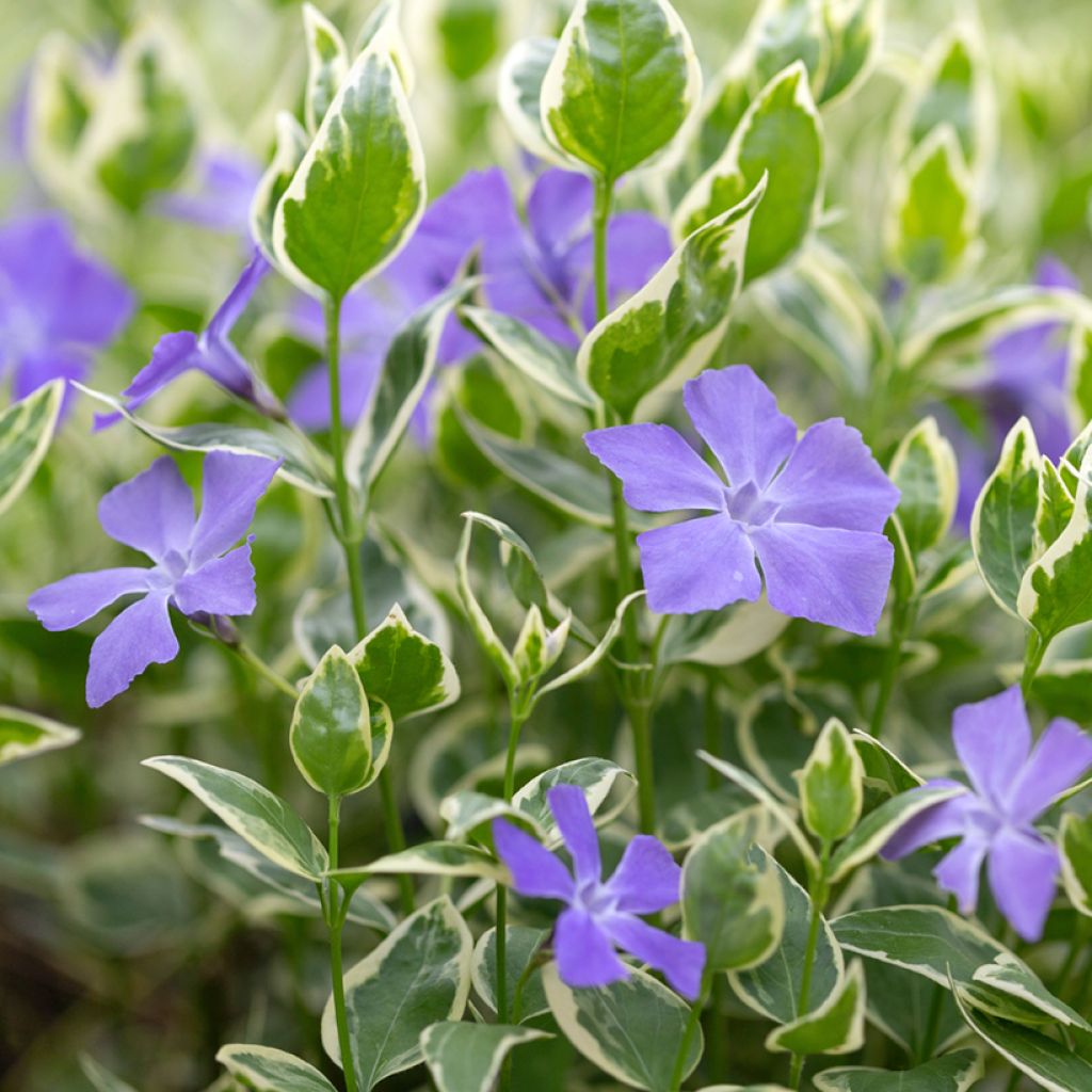 Kleines Immergrün Argenteovariegata - Vinca minor