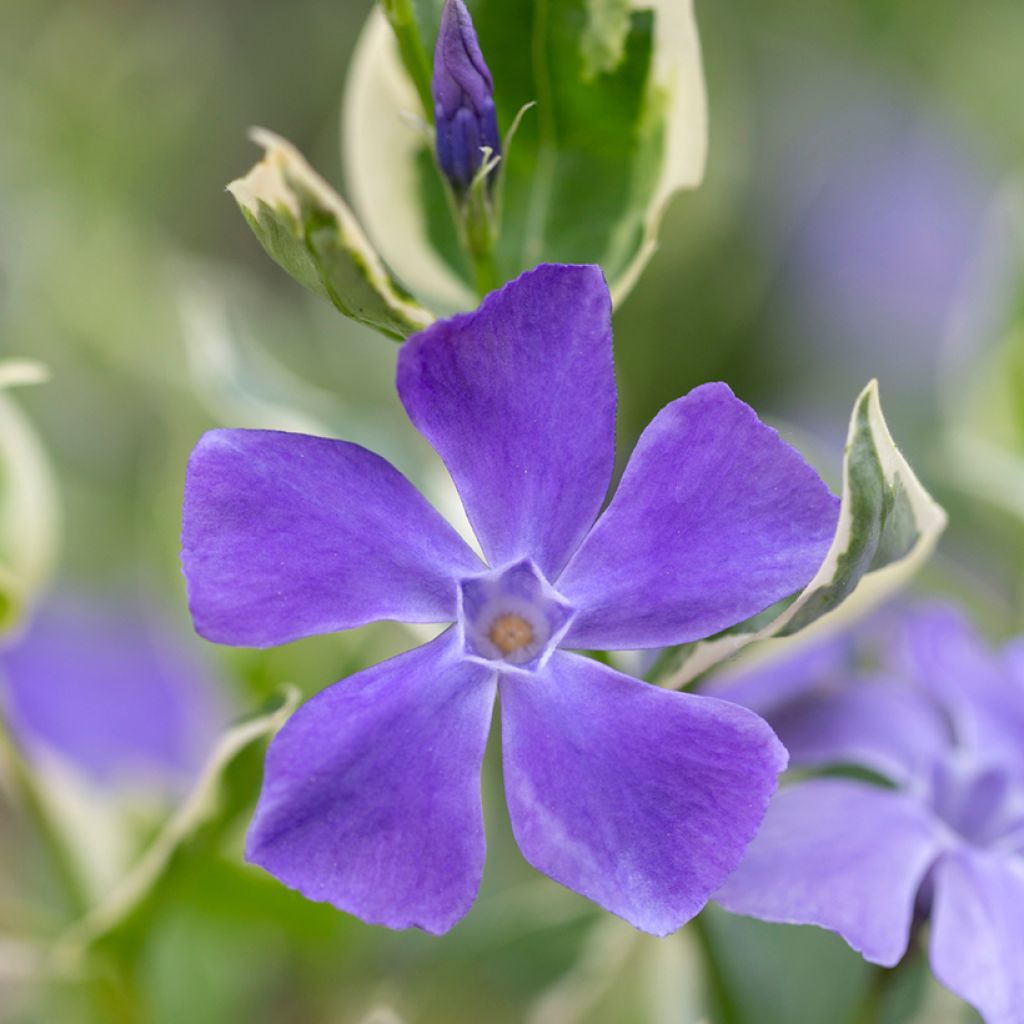 Kleines Immergrün Argenteovariegata - Vinca minor