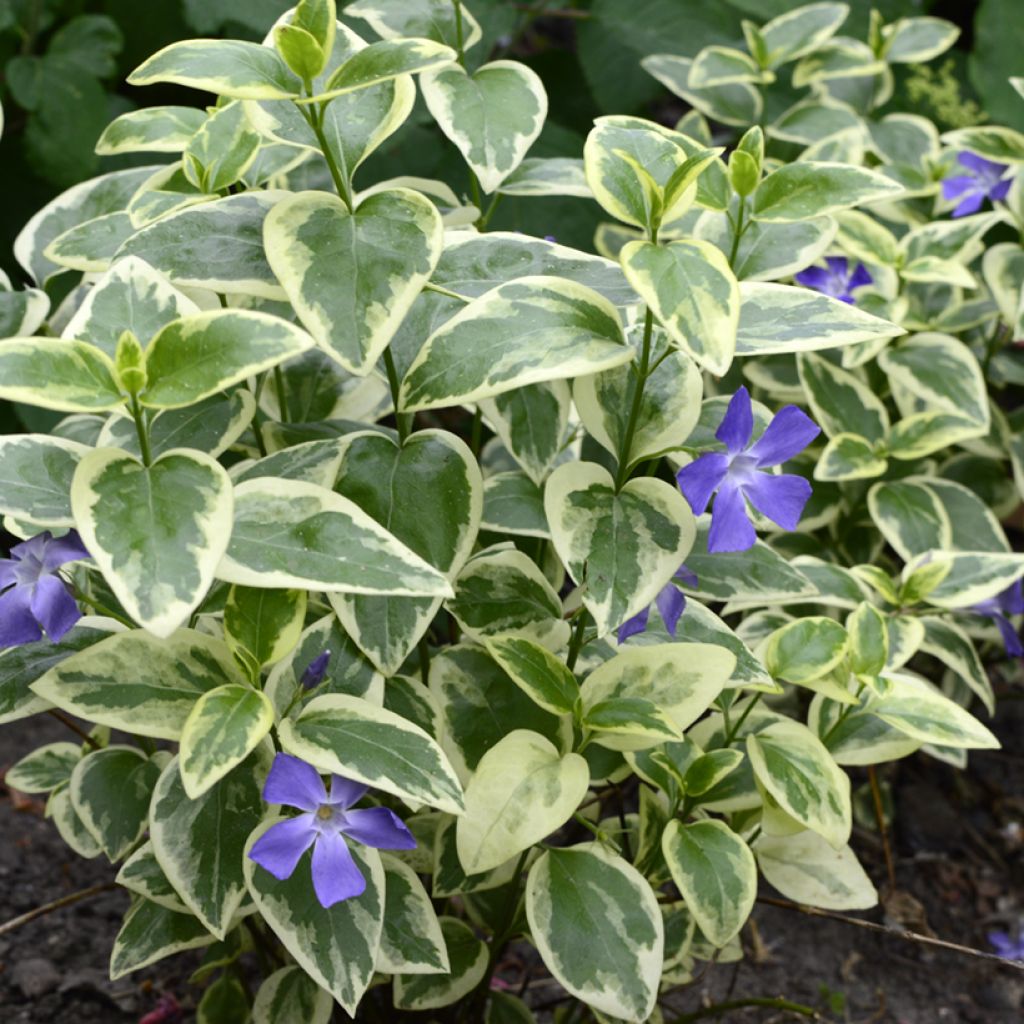 Kleines Immergrün Argenteovariegata - Vinca minor