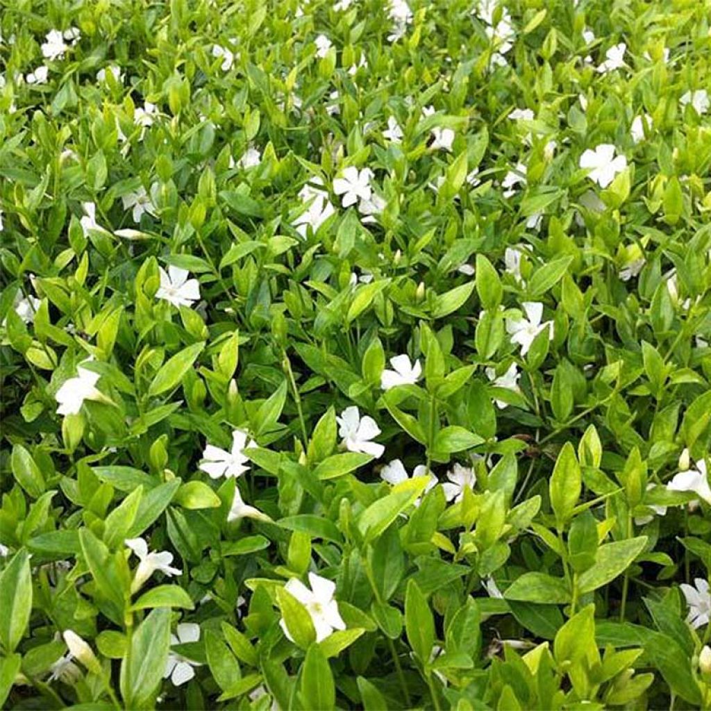 Kleines Immergrün Elisa - Vinca minor