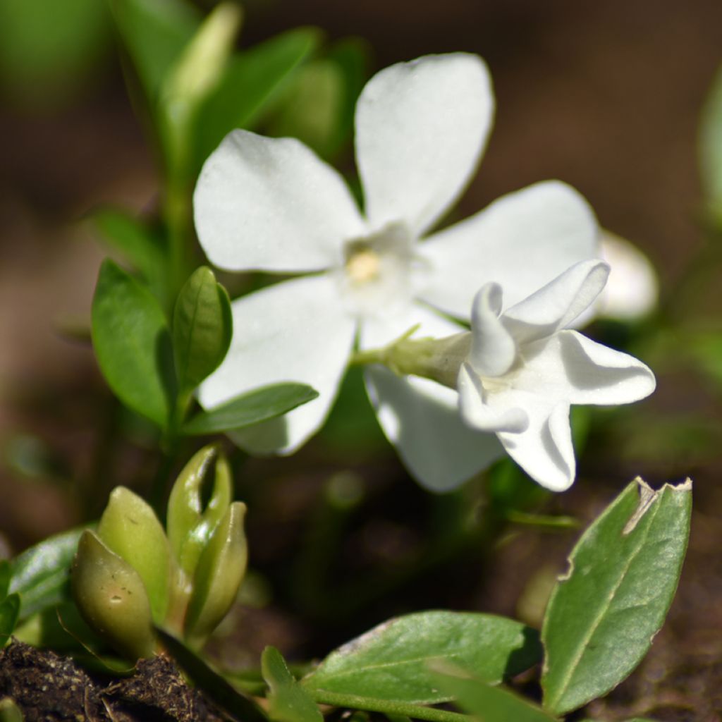 Kleines Immergrün Elisa - Vinca minor