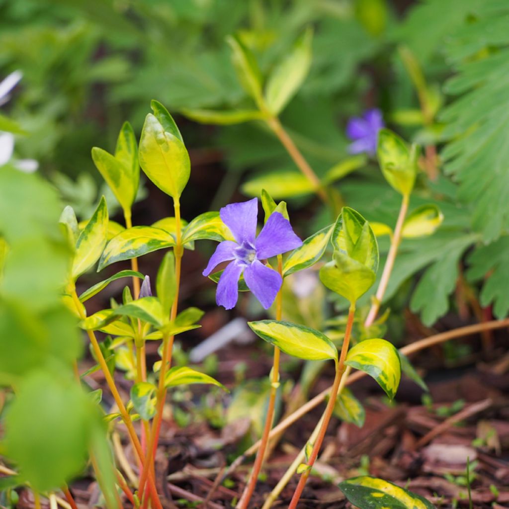 Kleines Immergrün Illumination - Vinca minor