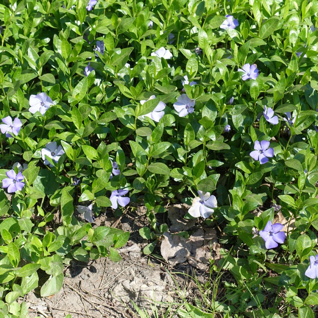 Kleines Immergrün Valentin - Vinca minor