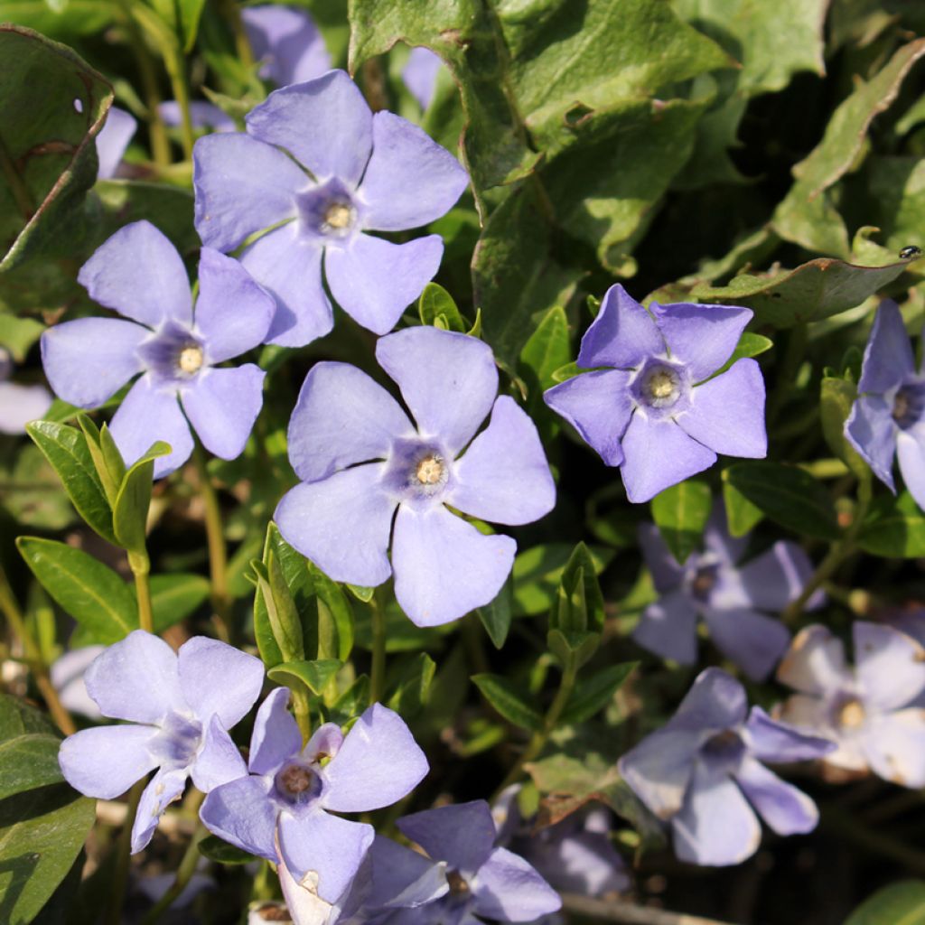 Kleines Immergrün Valentin - Vinca minor