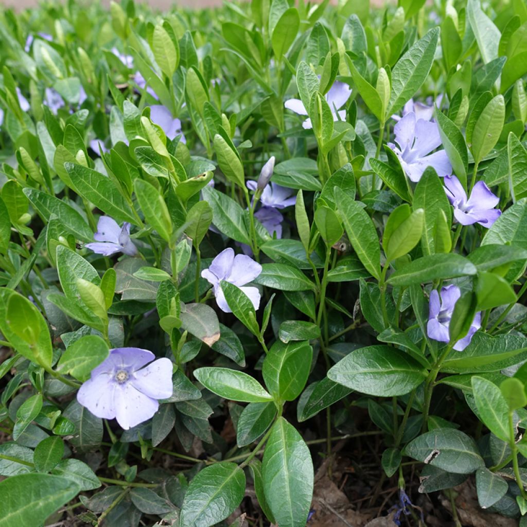 Kleines Immergrün Valentin - Vinca minor