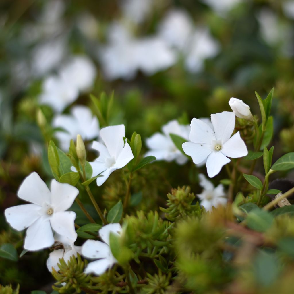 Kleines Immergrün Alba - Vinca minor