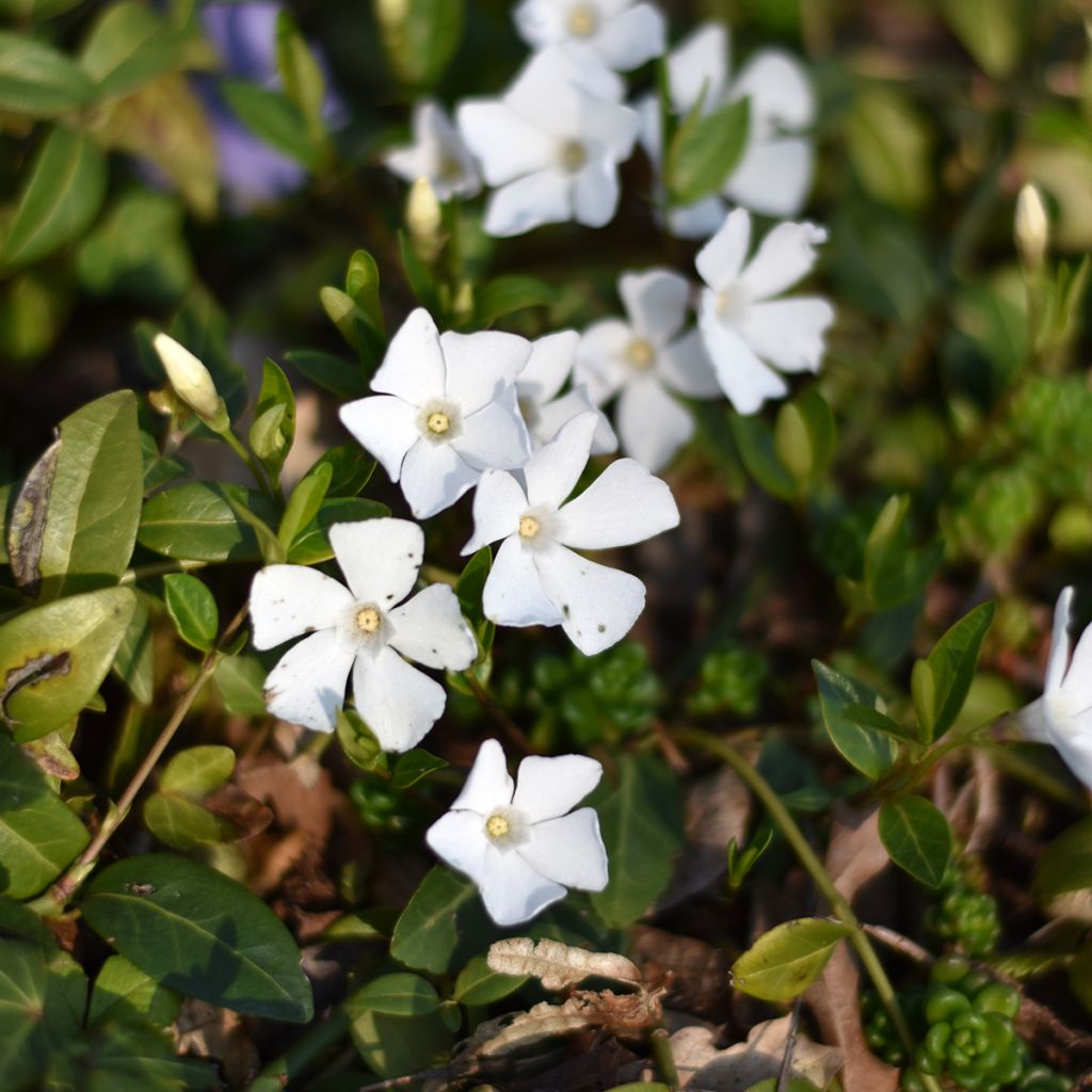 Kleines Immergrün Alba - Vinca minor