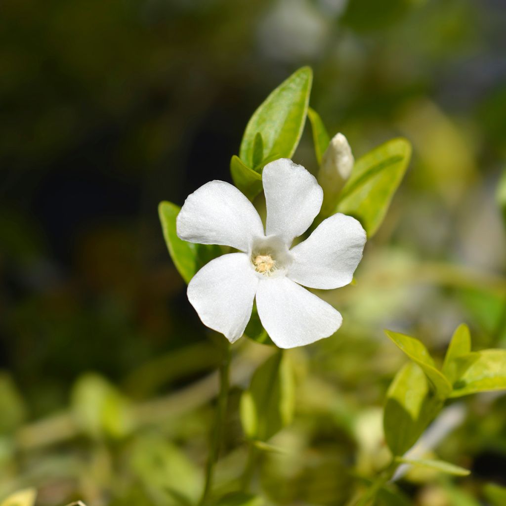 Kleines Immergrün Alba - Vinca minor