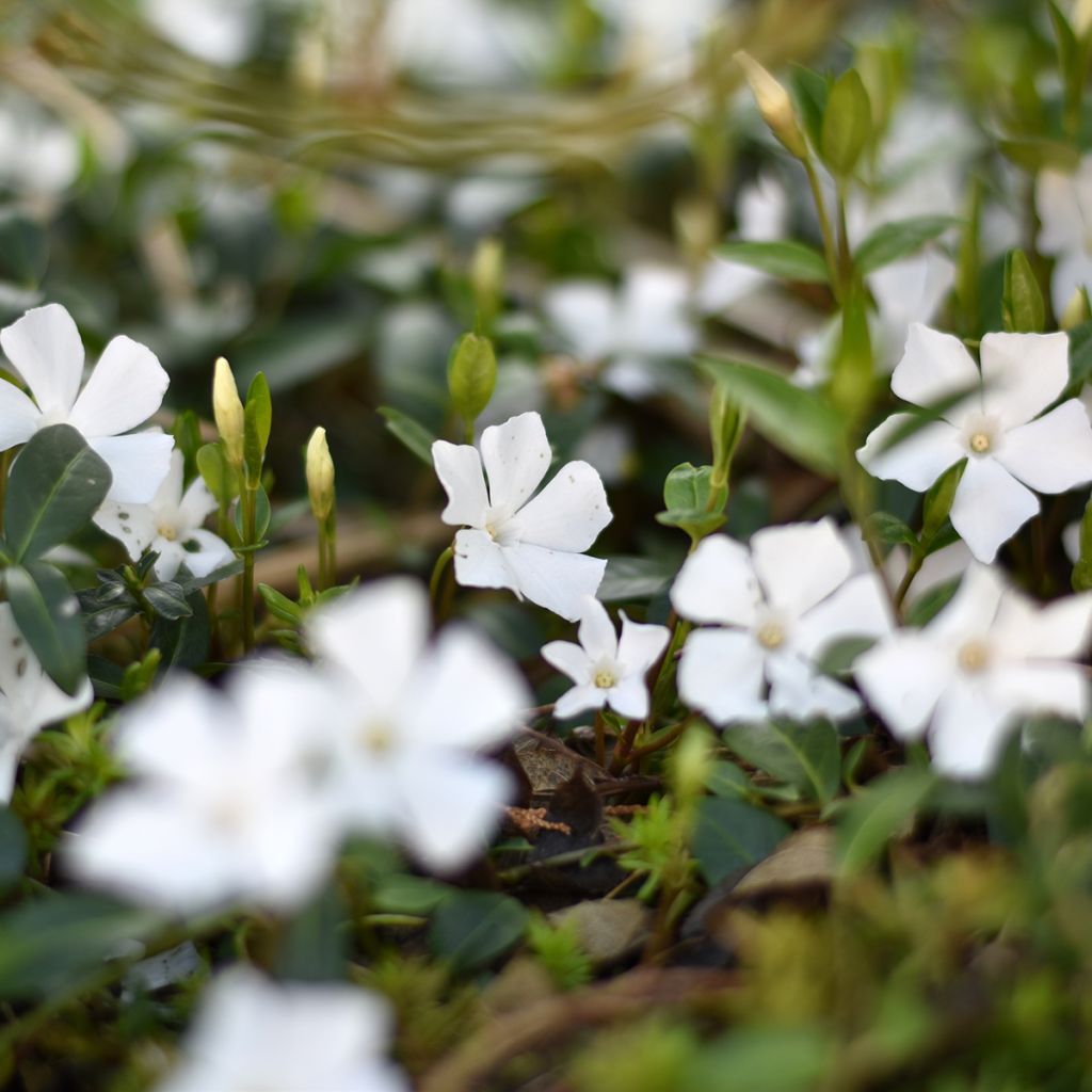 Kleines Immergrün Alba - Vinca minor