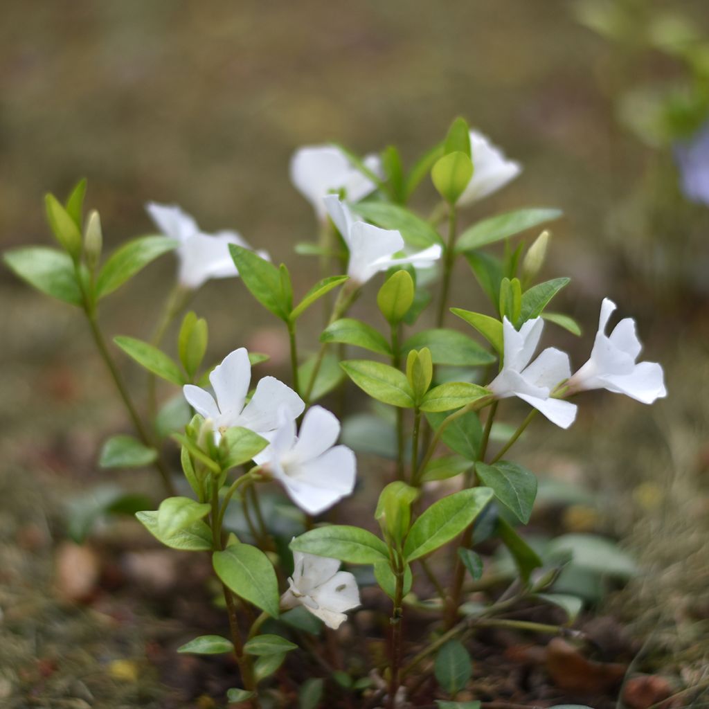 Kleines Immergrün Alba - Vinca minor