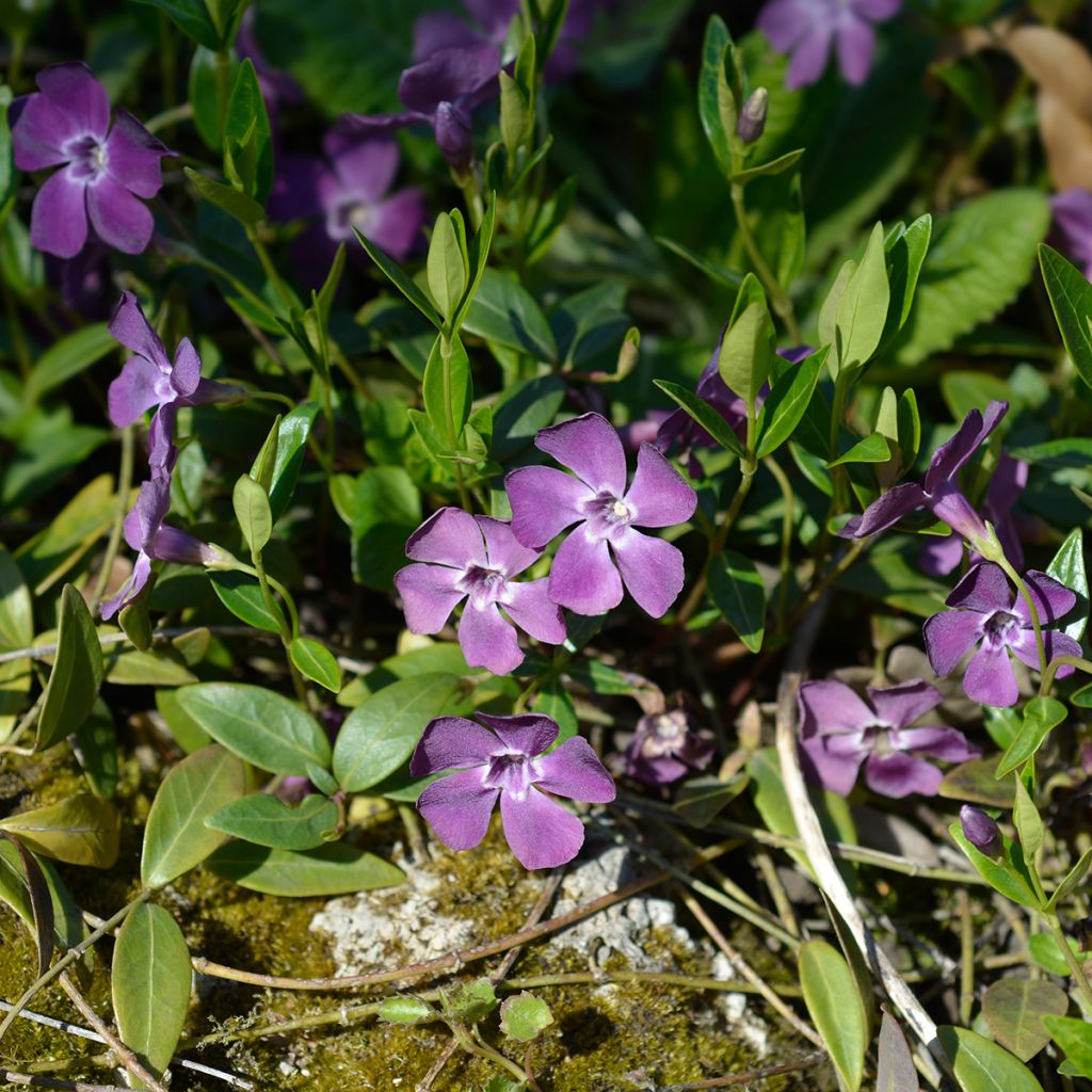 Kleines Immergrün Atropurpurea - Vinca minor