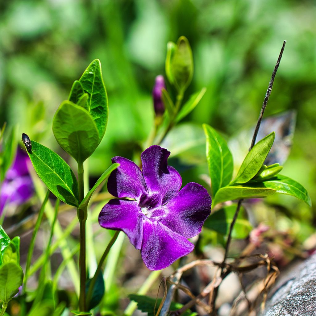 Kleines Immergrün Atropurpurea - Vinca minor