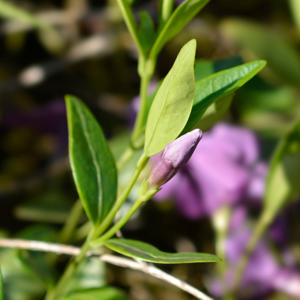 Kleines Immergrün Atropurpurea - Vinca minor