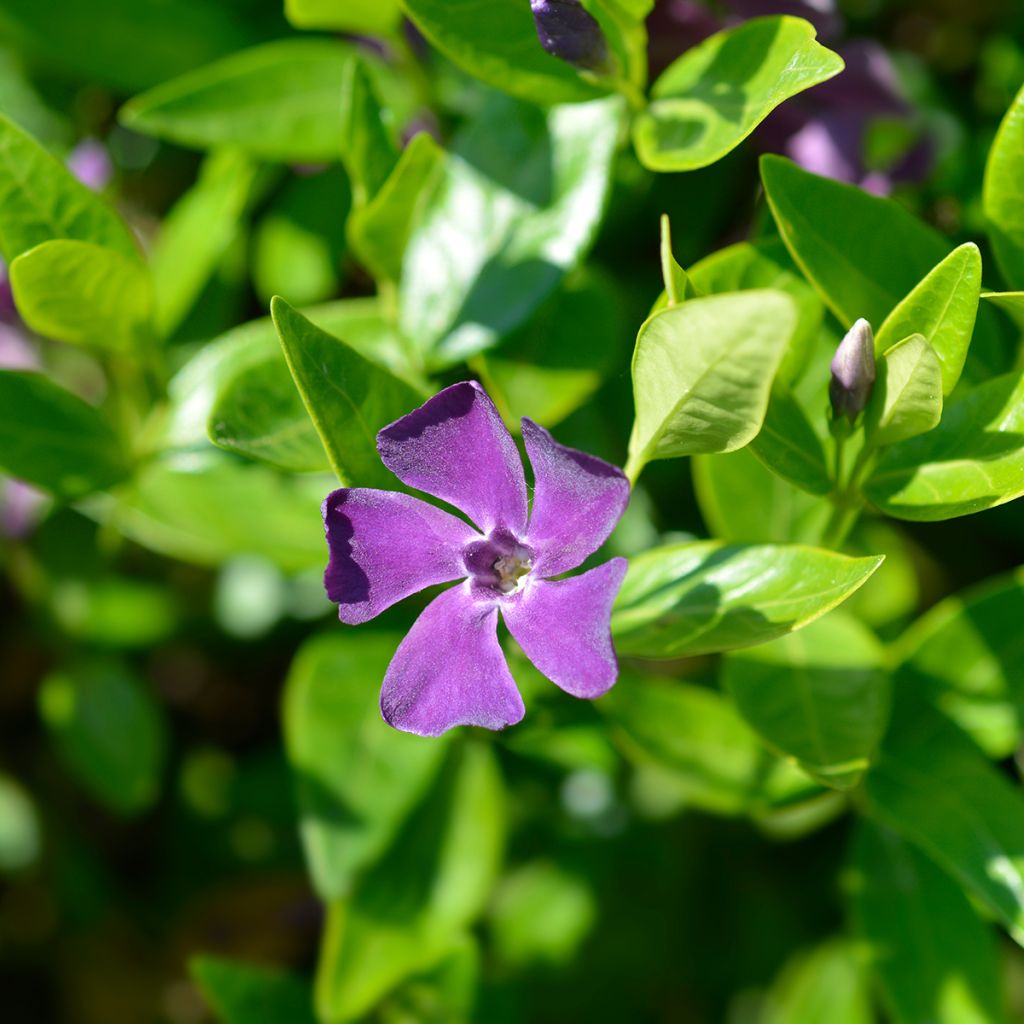 Kleines Immergrün Atropurpurea - Vinca minor