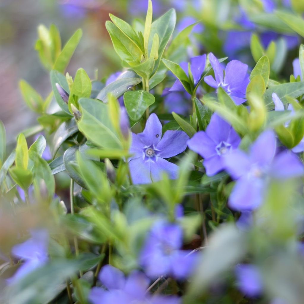 Kleines Immergrün - Vinca minor