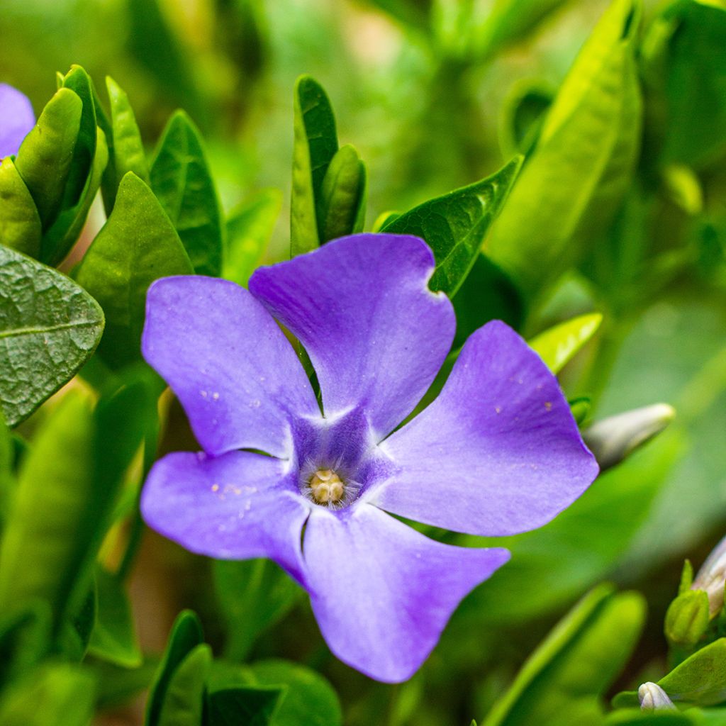 Kleines Immergrün - Vinca minor