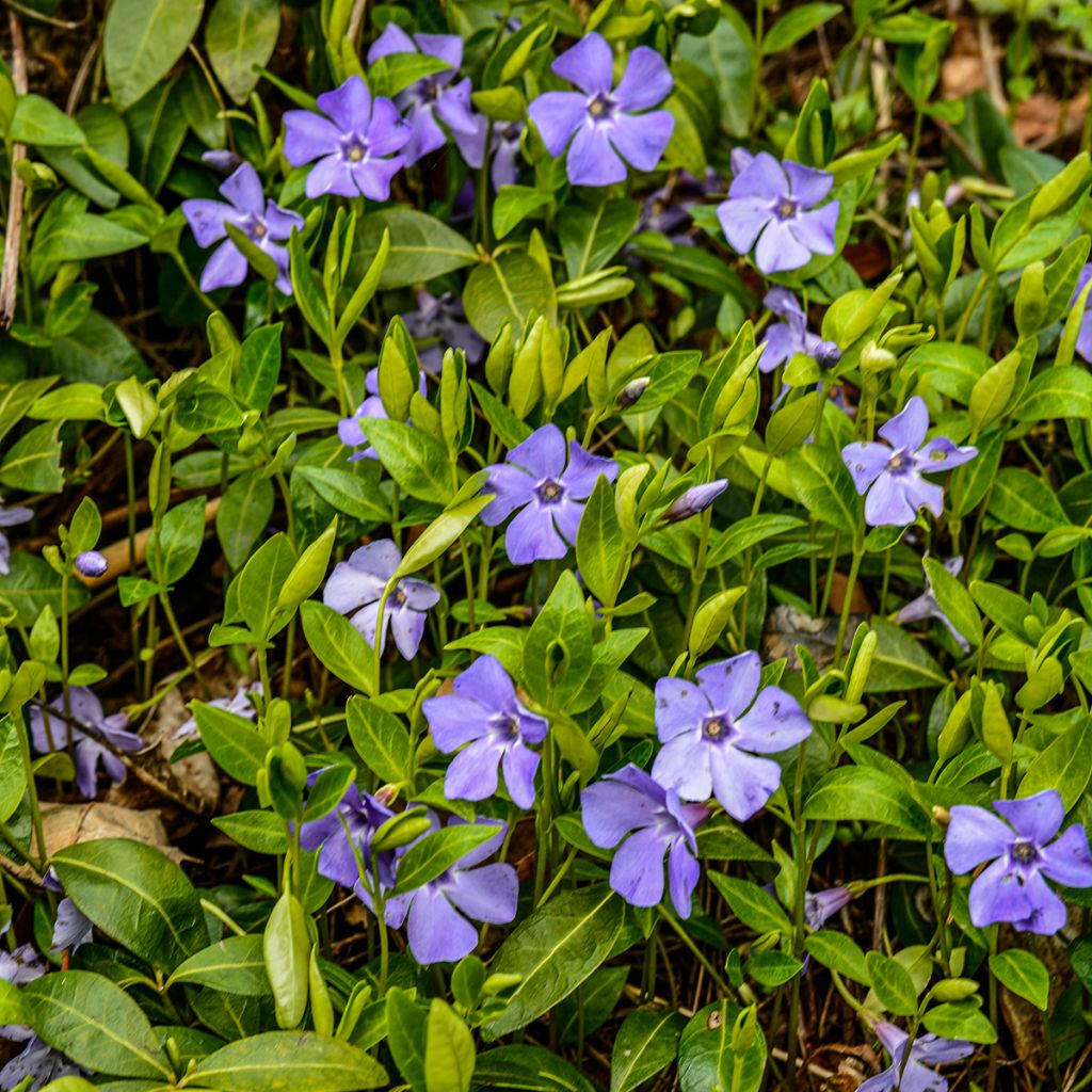 Kleines Immergrün - Vinca minor