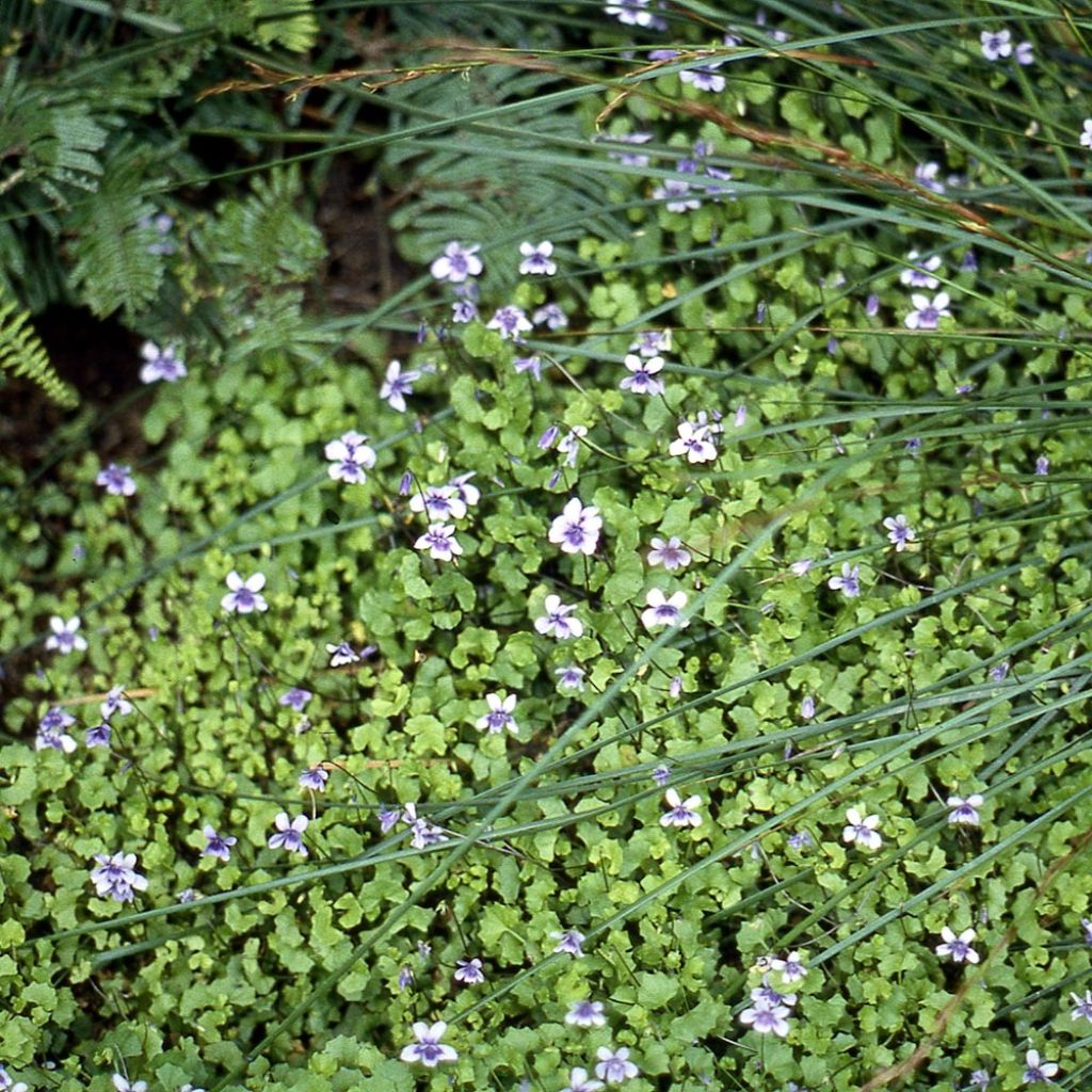 Viola hederacea - Australisches Veilchen