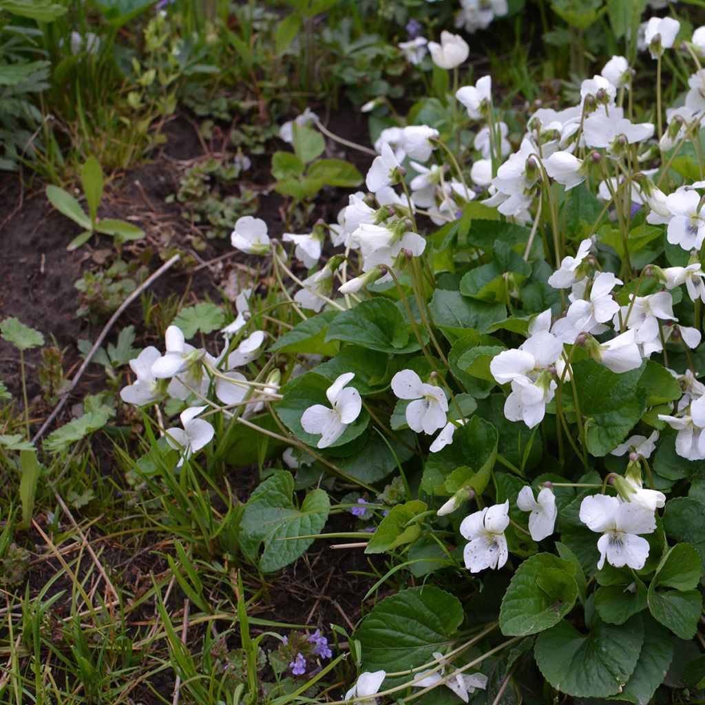 Viola odorata Alba - März-Veilchen