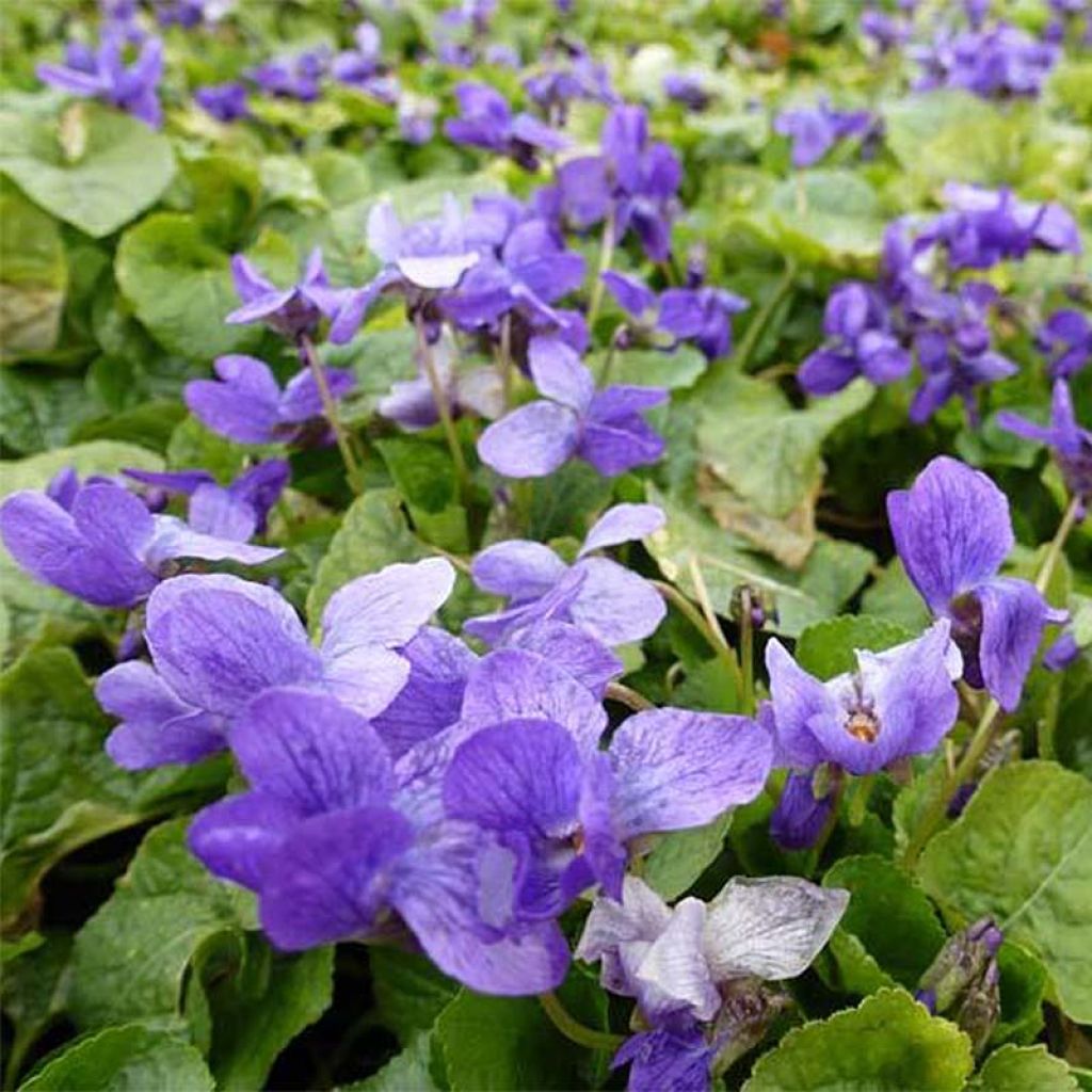 Viola odorata Königin Charlotte - März-Veilchen