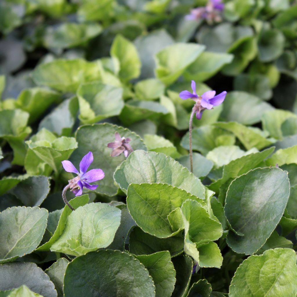 Viola odorata Königin Charlotte - März-Veilchen