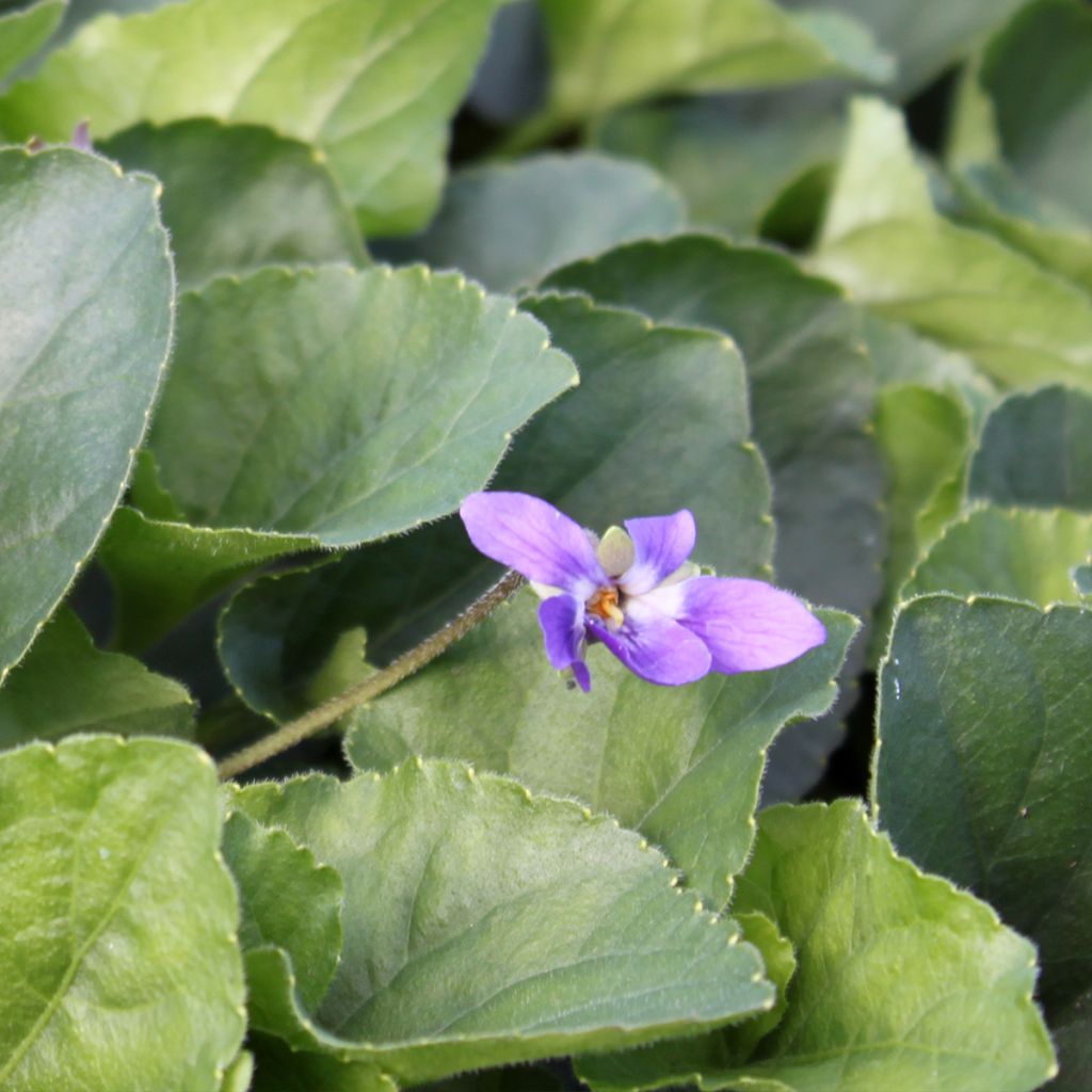 Viola odorata Königin Charlotte - März-Veilchen