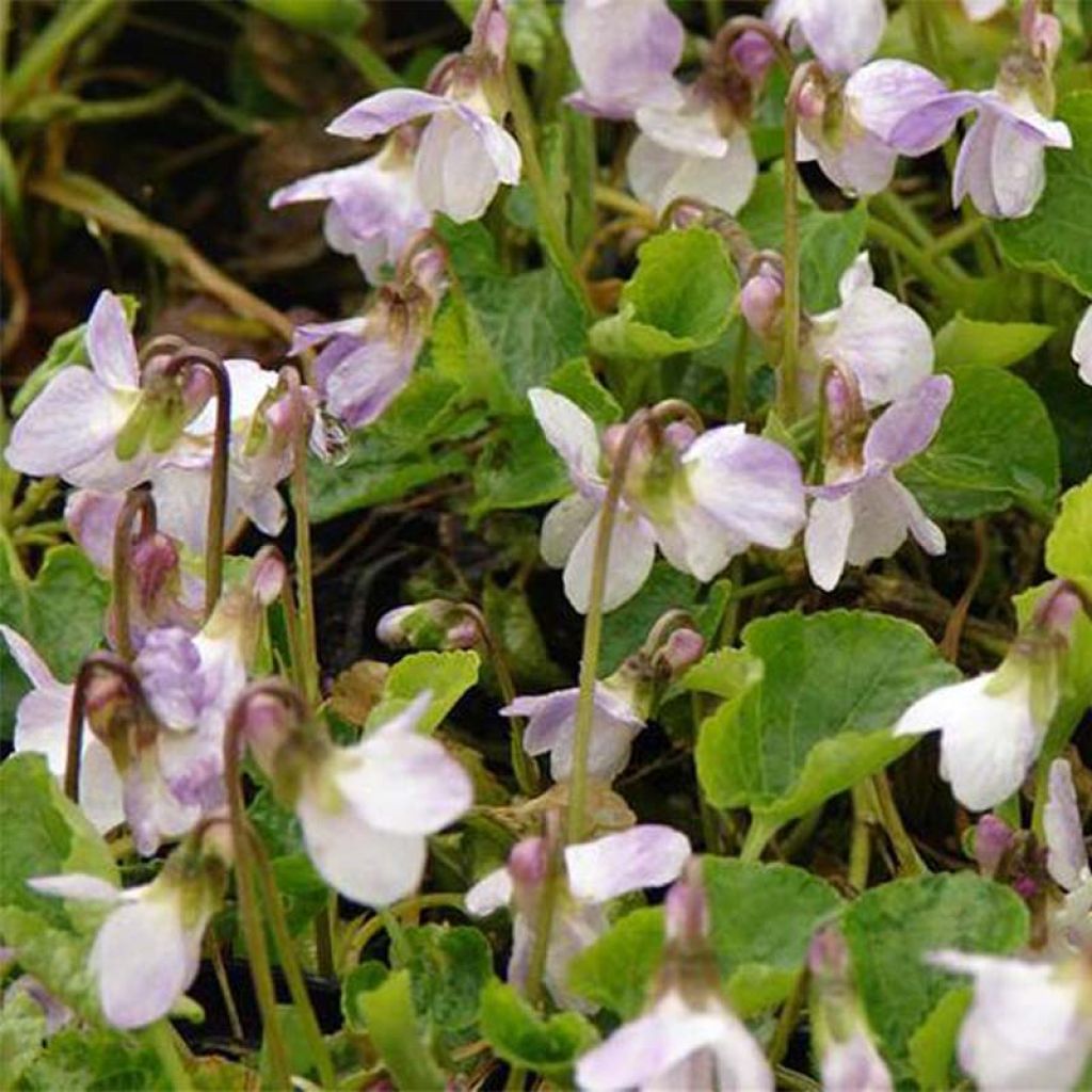 Viola odorata Mrs R Barton - März-Veilchen