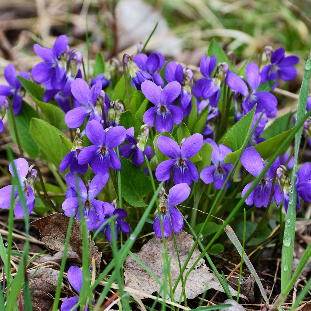 Viola odorata - März-Veilchen