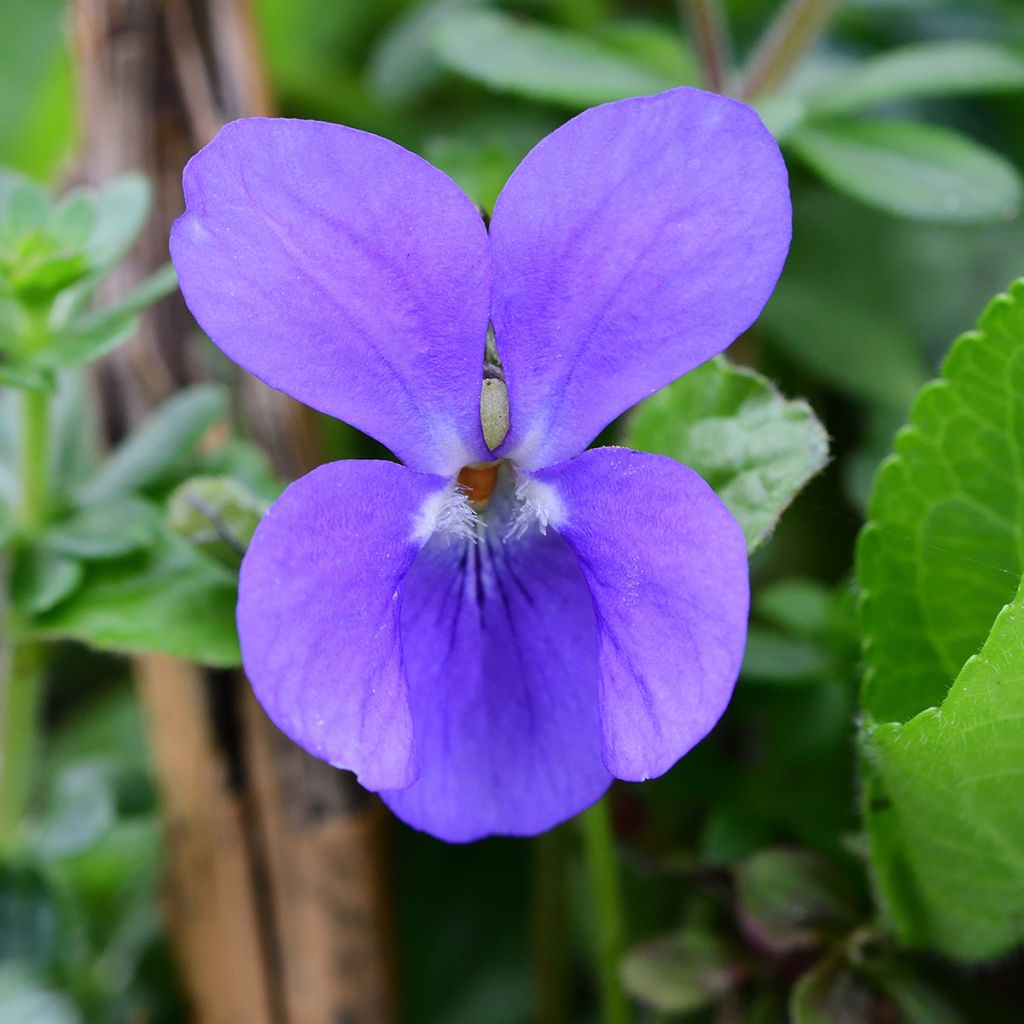 Viola odorata - März-Veilchen