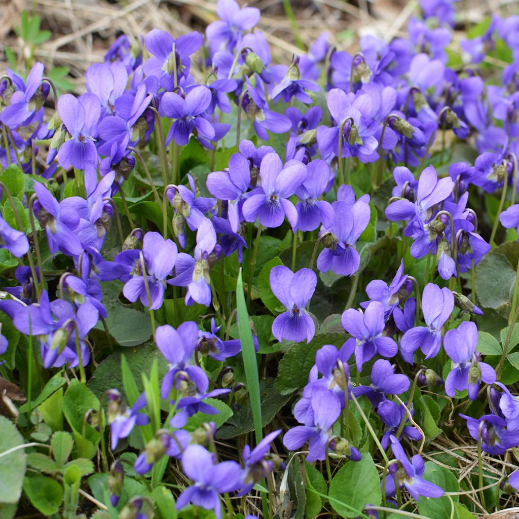 Viola odorata - März-Veilchen