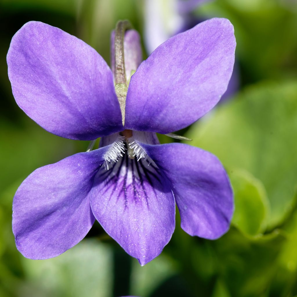 Viola odorata - März-Veilchen