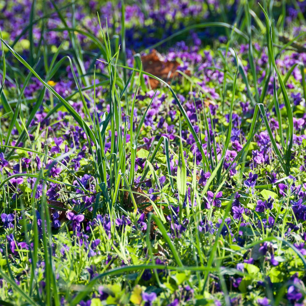 Viola odorata - März-Veilchen