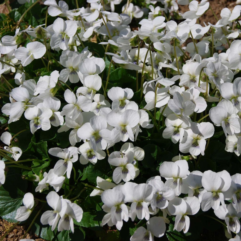 Viola sororia Albiflora - Pfingst-Veilchen