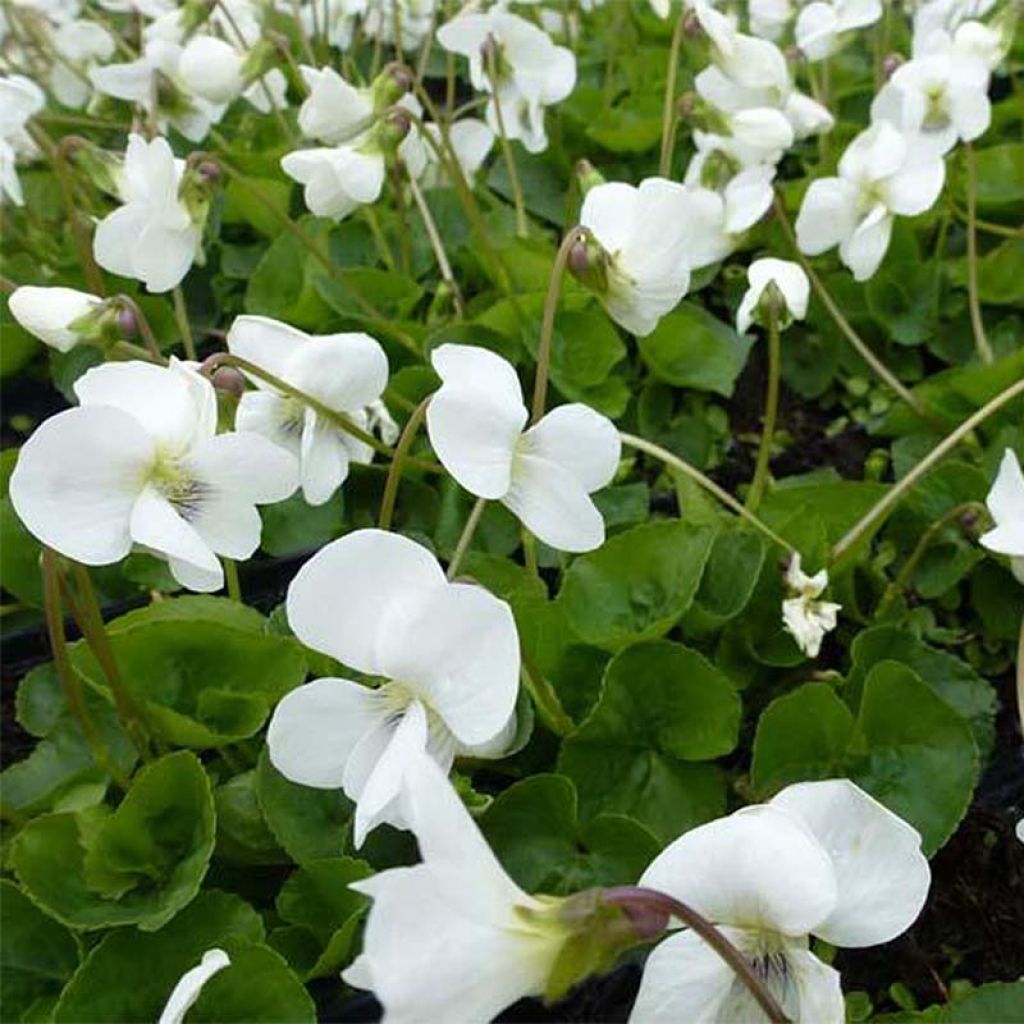 Violette vivace - Viola sororia Albiflora