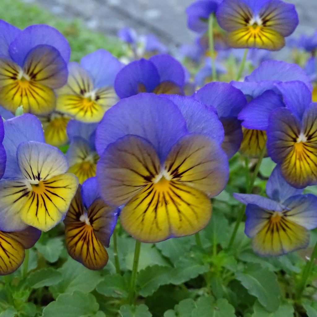 Violette cornue Sorbet Xp Morpho Mini-motte - Viola cornuta