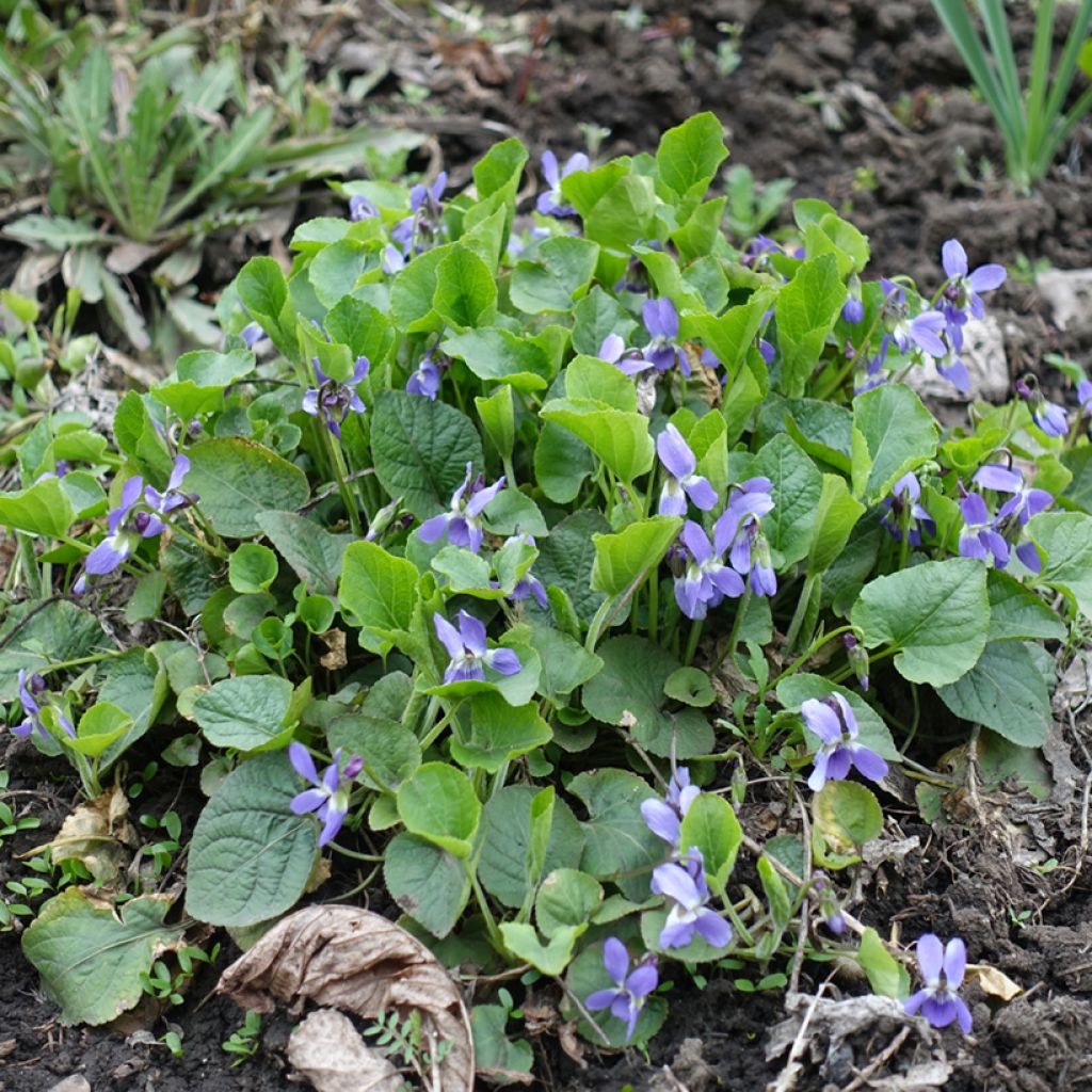 Viola reichenbachiana - Reichenbachs Veilchen