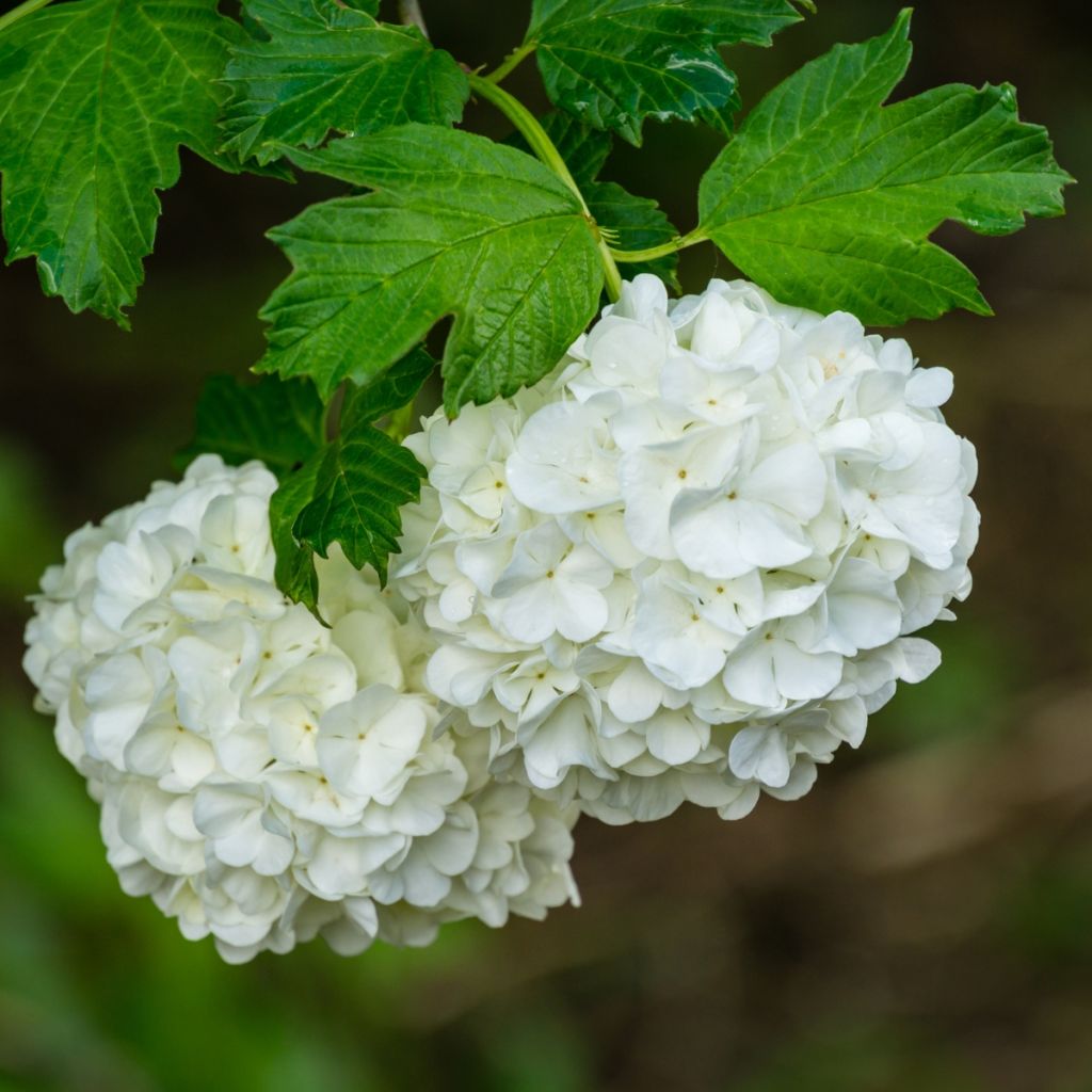 Gewöhnlicher Schneeball Roseum - Viburnum opulus