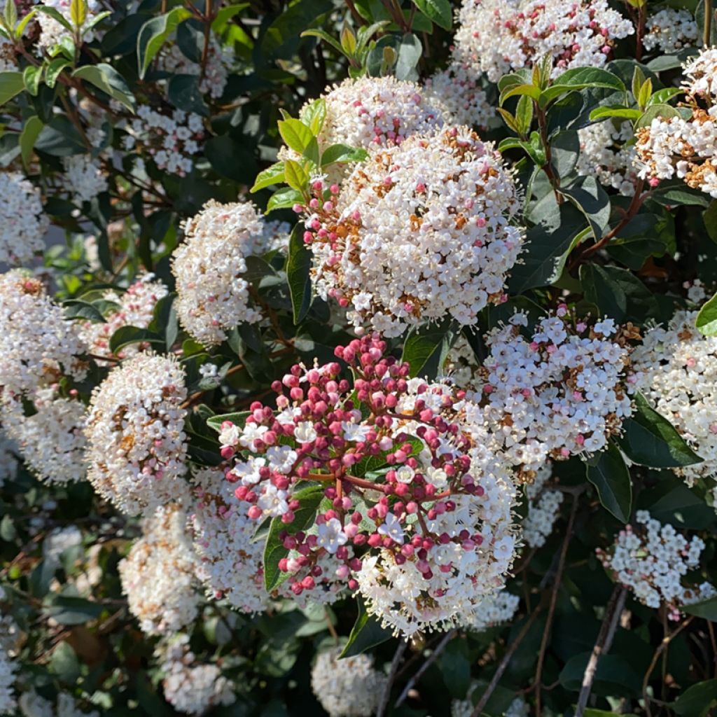 Lorbeerblättriger Schneeball - Viburnum tinus