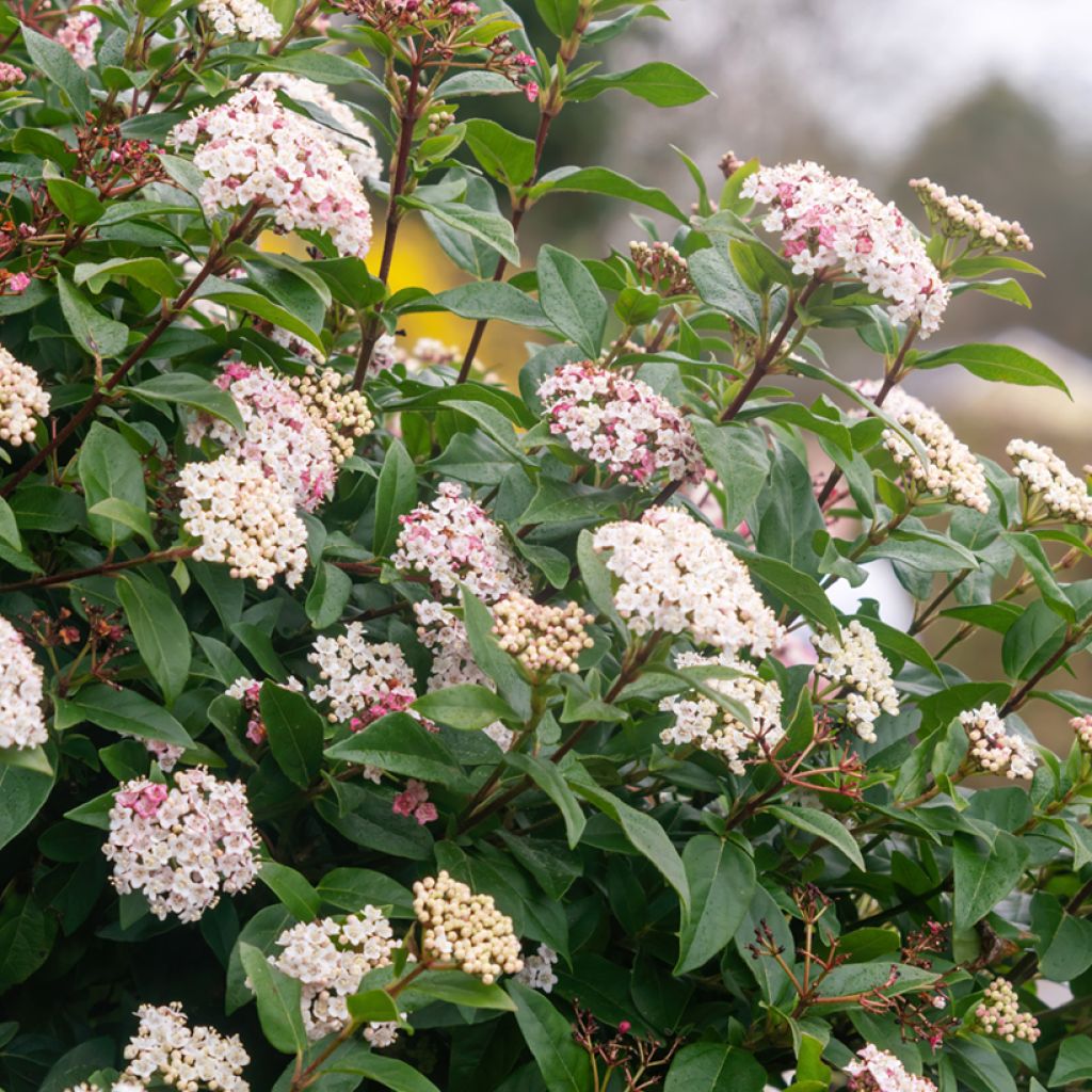 Lorbeerblättriger Schneeball - Viburnum tinus