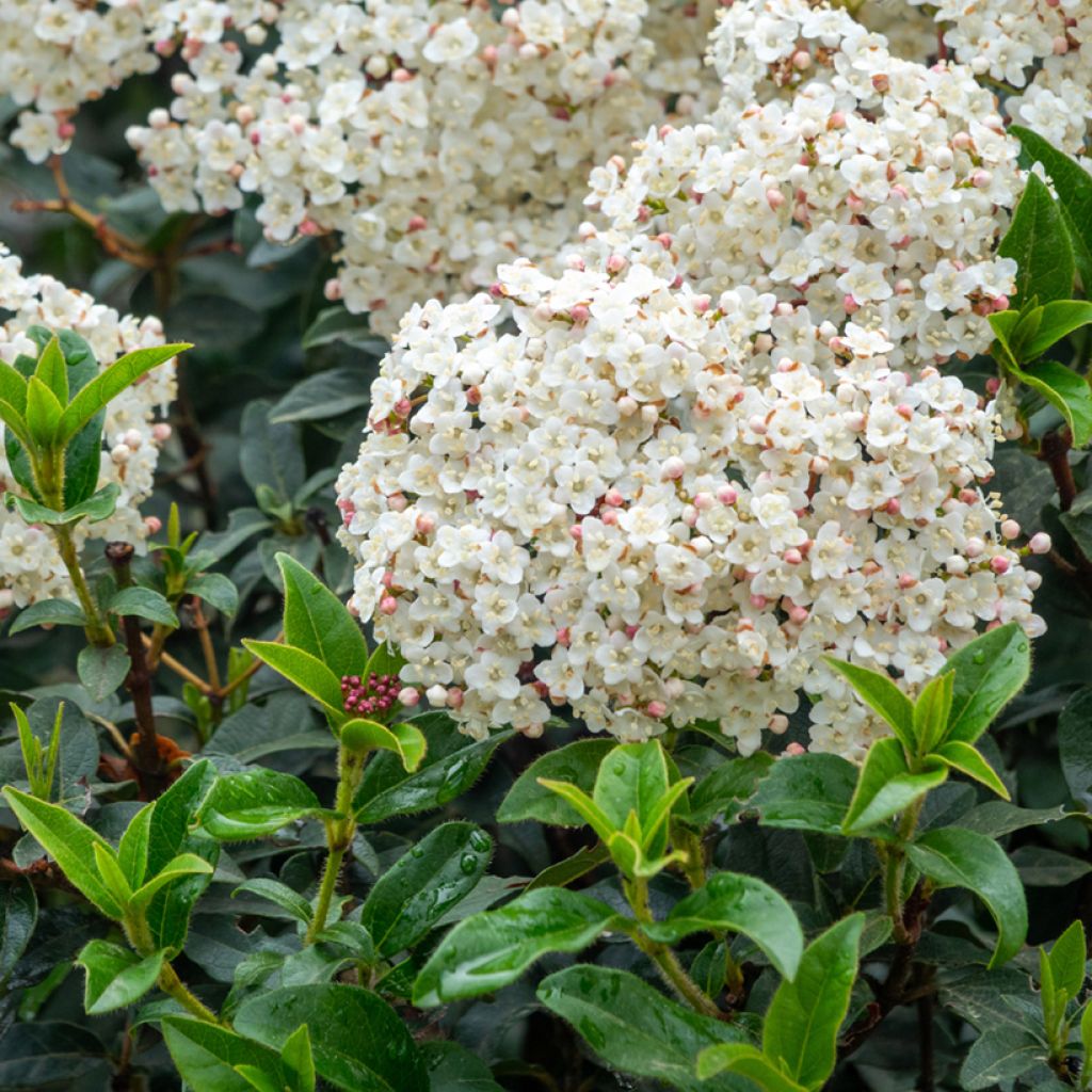 Lorbeerblättriger Schneeball - Viburnum tinus