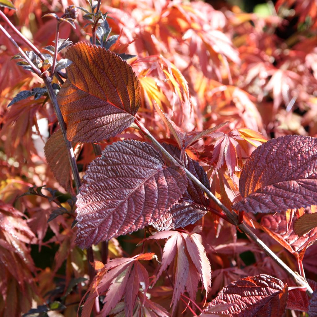 Japanischer Schneeball Grandiflorum Noble - Viburnum plicatum