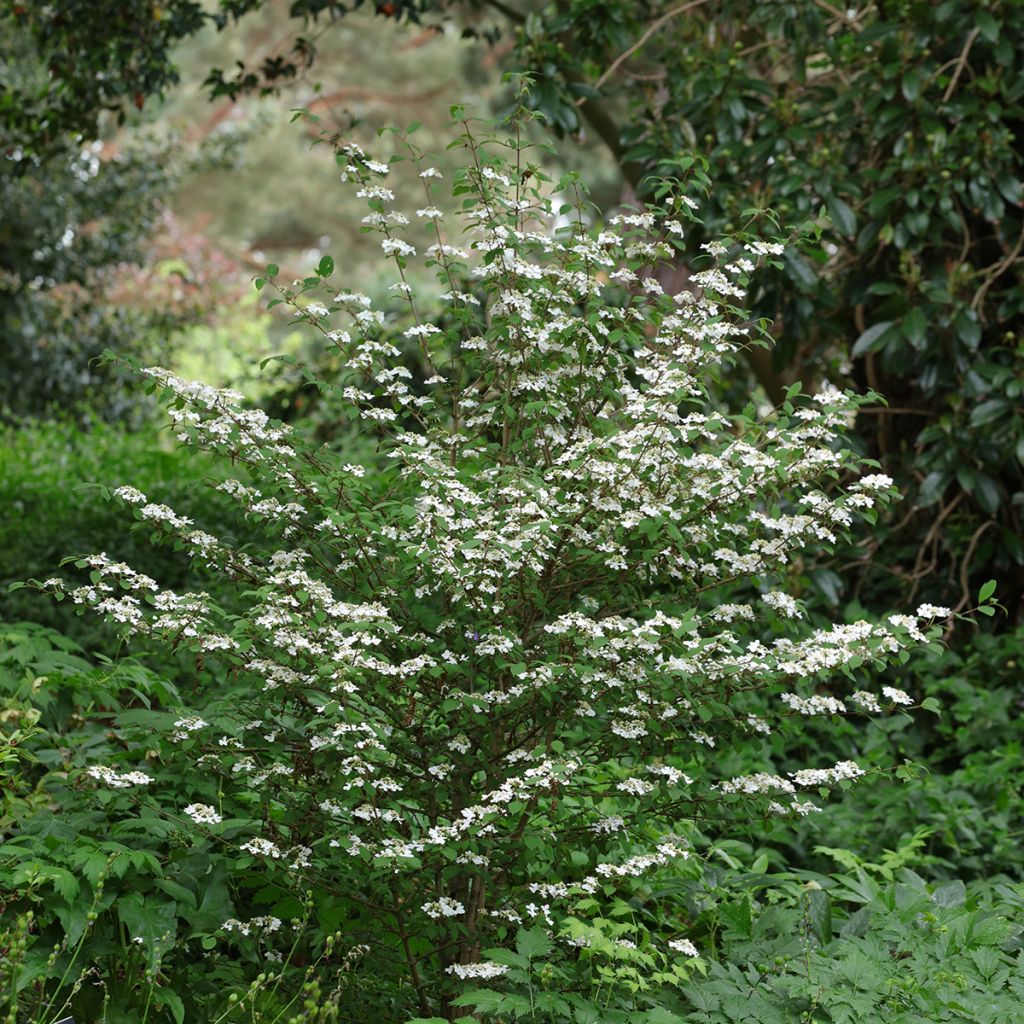 Japanischer Schneeball Kilimanjaro Sunrise - Viburnum plicatum